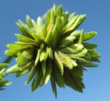 Cyperus eragrostis. Часть соцветия. Абхазия, пос. Цандрипш, близ устья р. Хашупса. 20.08.2011.