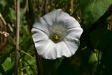 Calystegia sepium