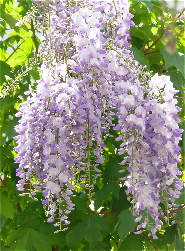 Изображение особи Wisteria sinensis.