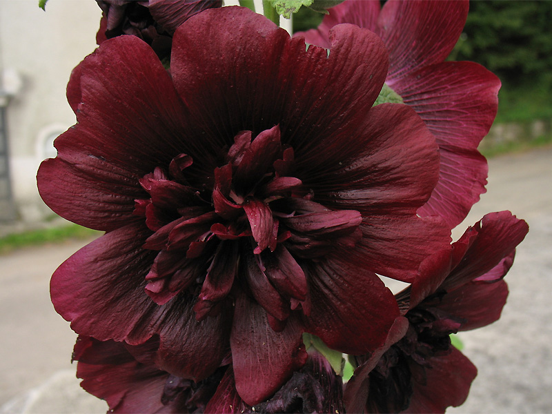 Image of Alcea rosea specimen.