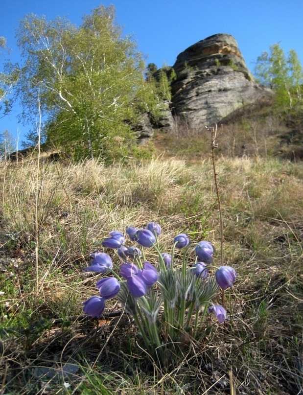 Изображение особи Pulsatilla patens.