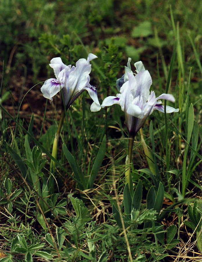 Image of Iris pumila specimen.