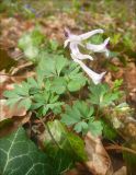 Corydalis paczoskii