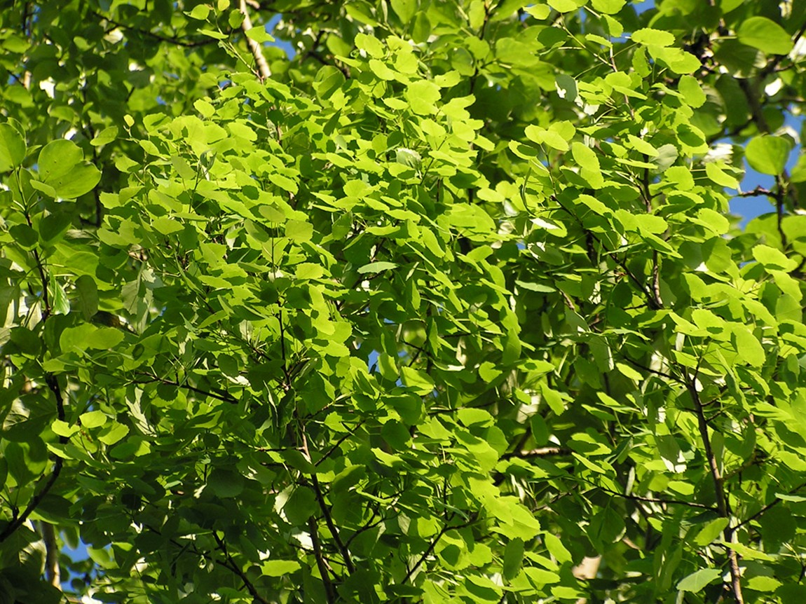 Image of Populus davidiana specimen.