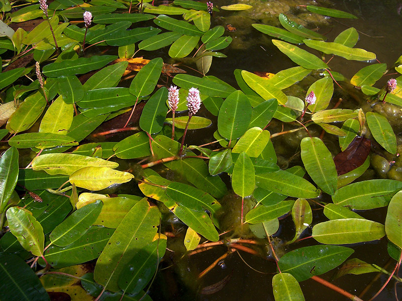 Изображение особи Persicaria amphibia.