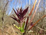 Sambucus racemosa