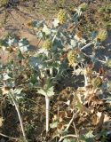 Eryngium maritimum