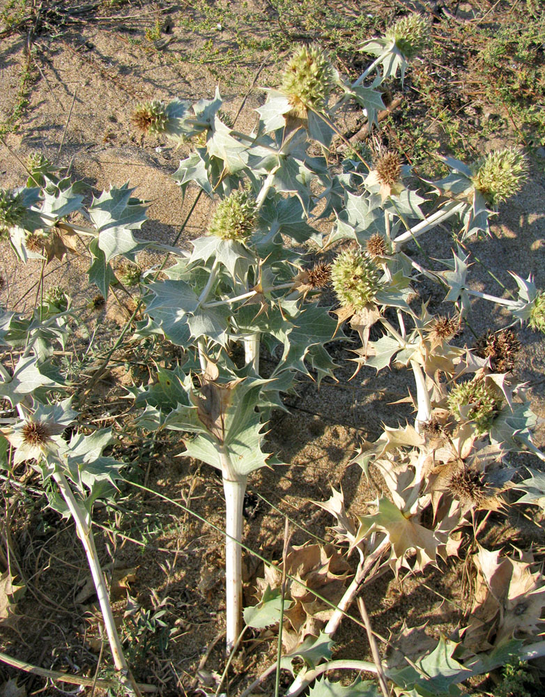 Изображение особи Eryngium maritimum.