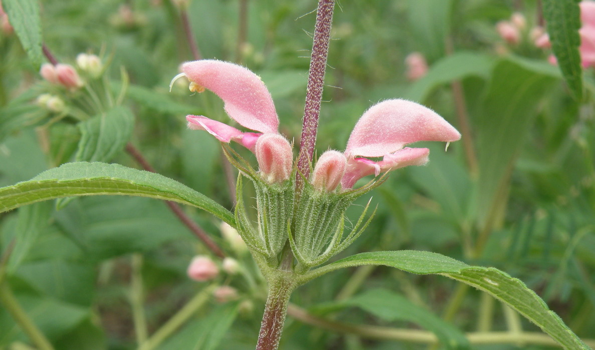 Image of Phlomis pungens specimen.