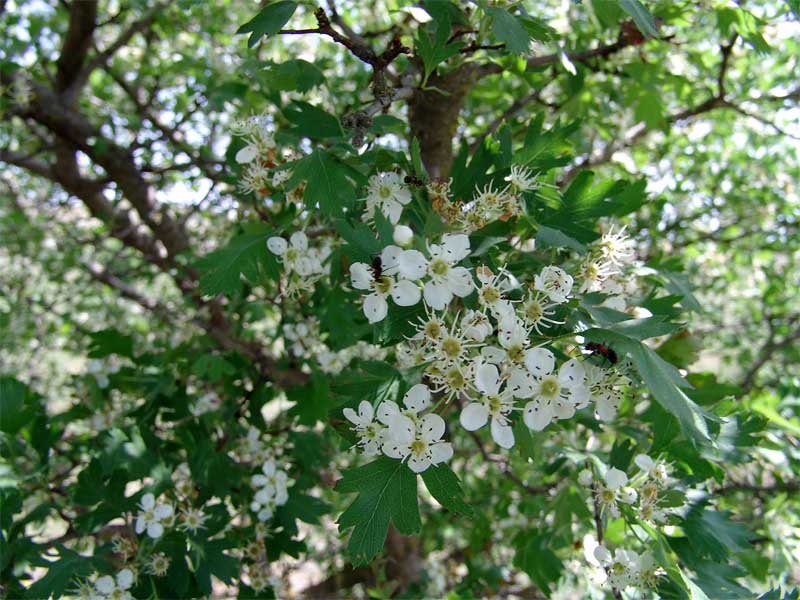 Изображение особи Crataegus songarica.