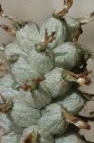 Astragalus kirilovii