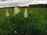 Lupinus &times; regalis