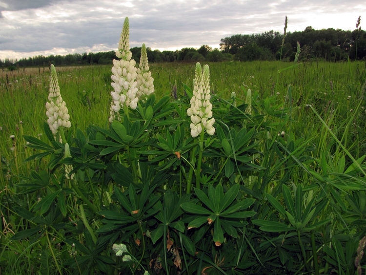 Изображение особи Lupinus × regalis.
