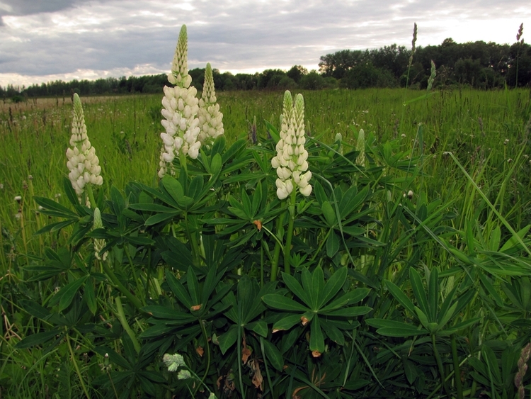 Изображение особи Lupinus &times; regalis.