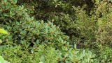 Ficus benghalensis