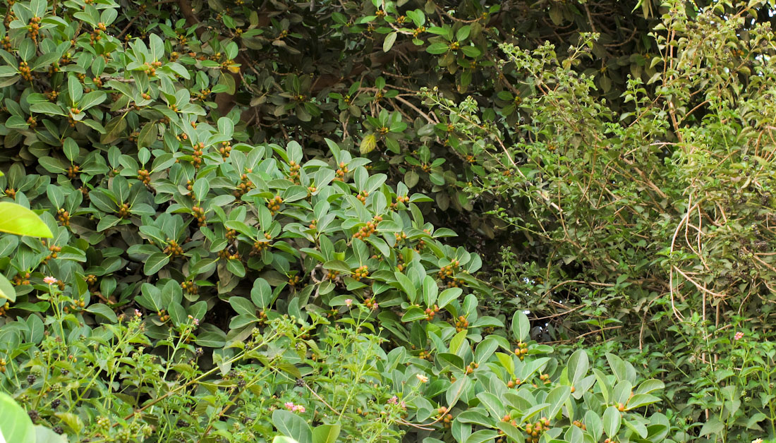 Image of Ficus benghalensis specimen.