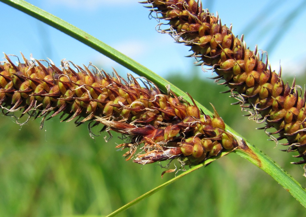 Image of Carex acuta specimen.