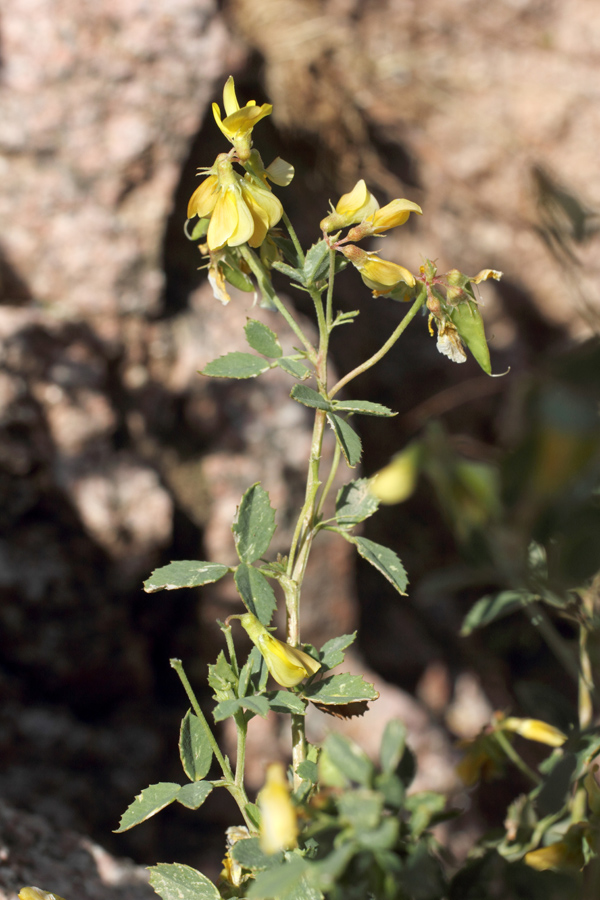 Image of Melilotoides aristata specimen.