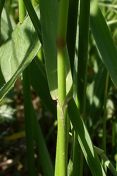 Image of Alopecurus arundinaceus specimen.