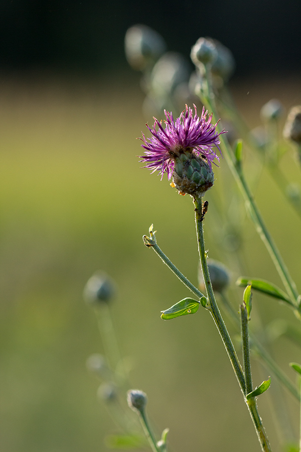 Image of Centaurea adpressa specimen.