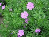 Geranium sanguineum