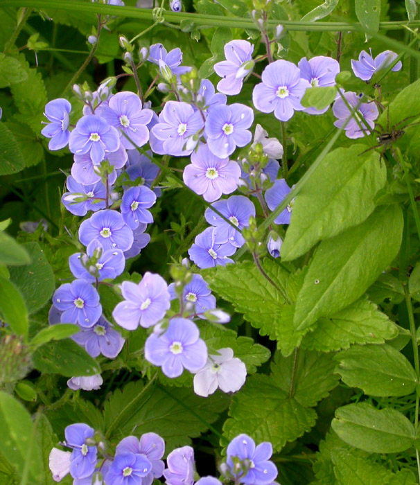 Image of Veronica chamaedrys specimen.