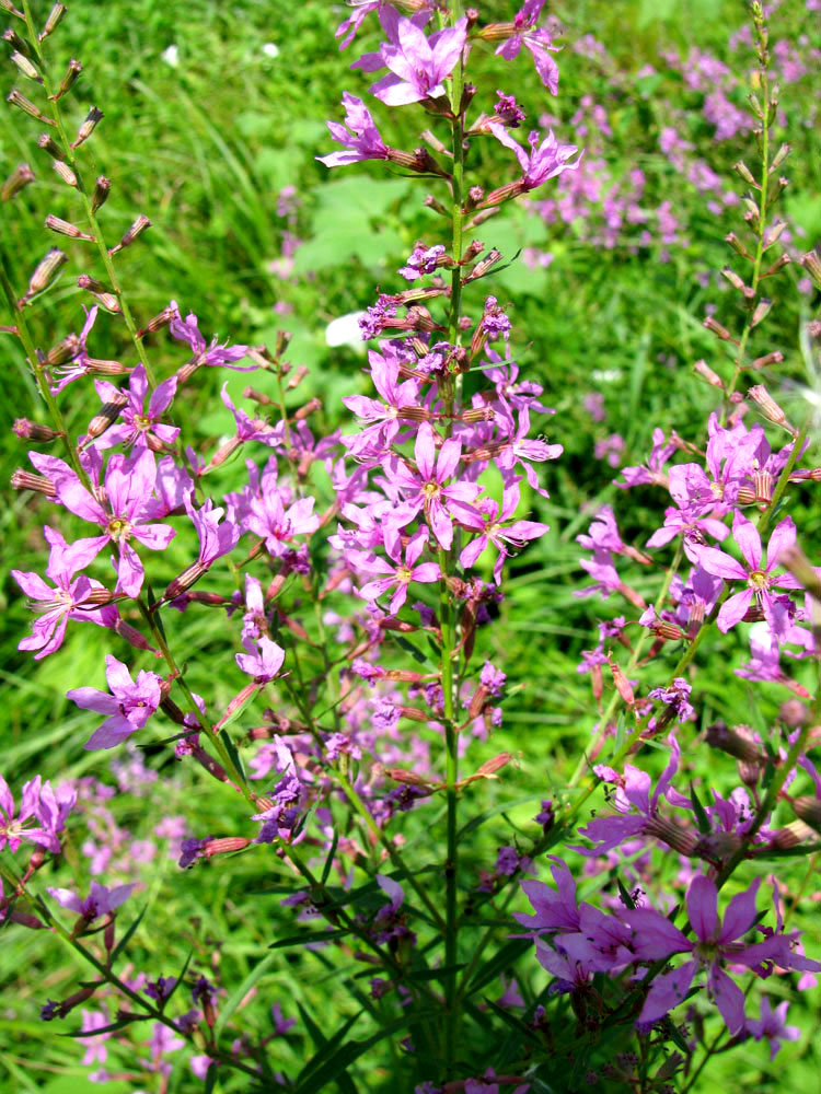 Image of Lythrum intermedium specimen.