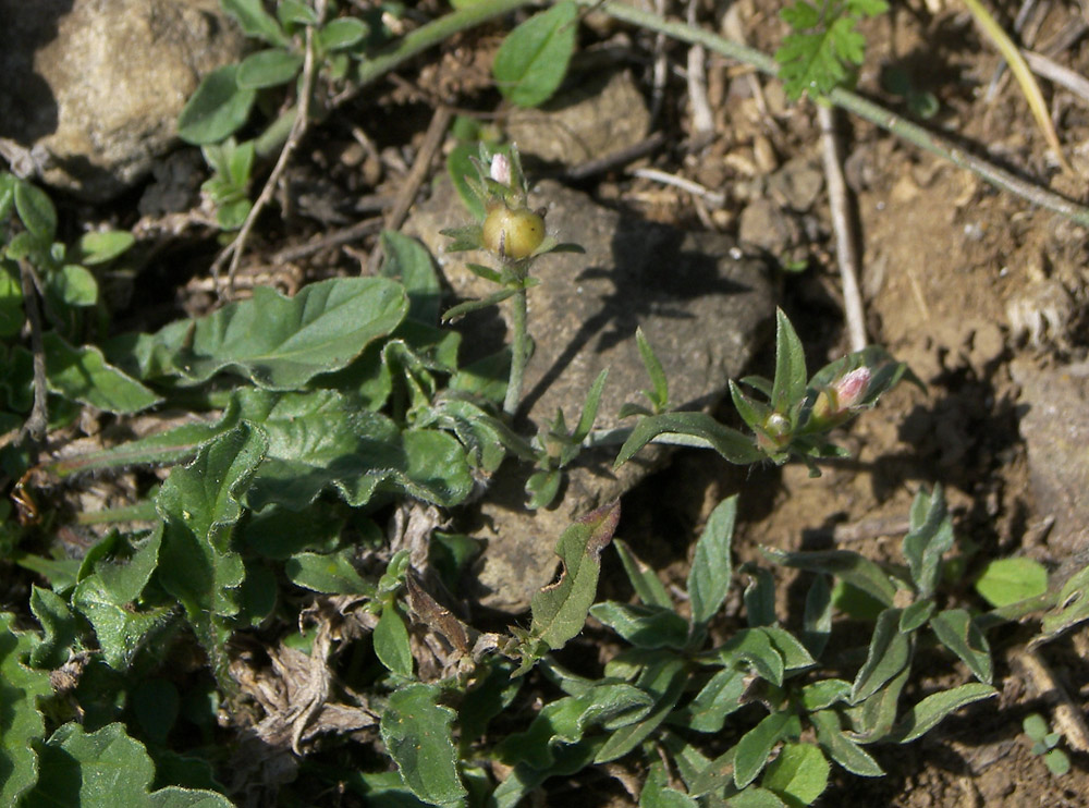 Изображение особи Convolvulus lineatus.