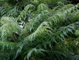 род Rhus. Листья. Нидерланды, г. Venlo, \"Floriada 2012\". 11.09.2012.