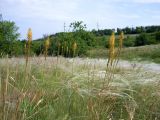 Eremurus spectabilis. Цветущие растения в аспекте Stipa. Ростовская обл., Персиановская степь, Аютинские склоны, верхняя часть правого коренного берега р. Аюта. 15.05.2012.