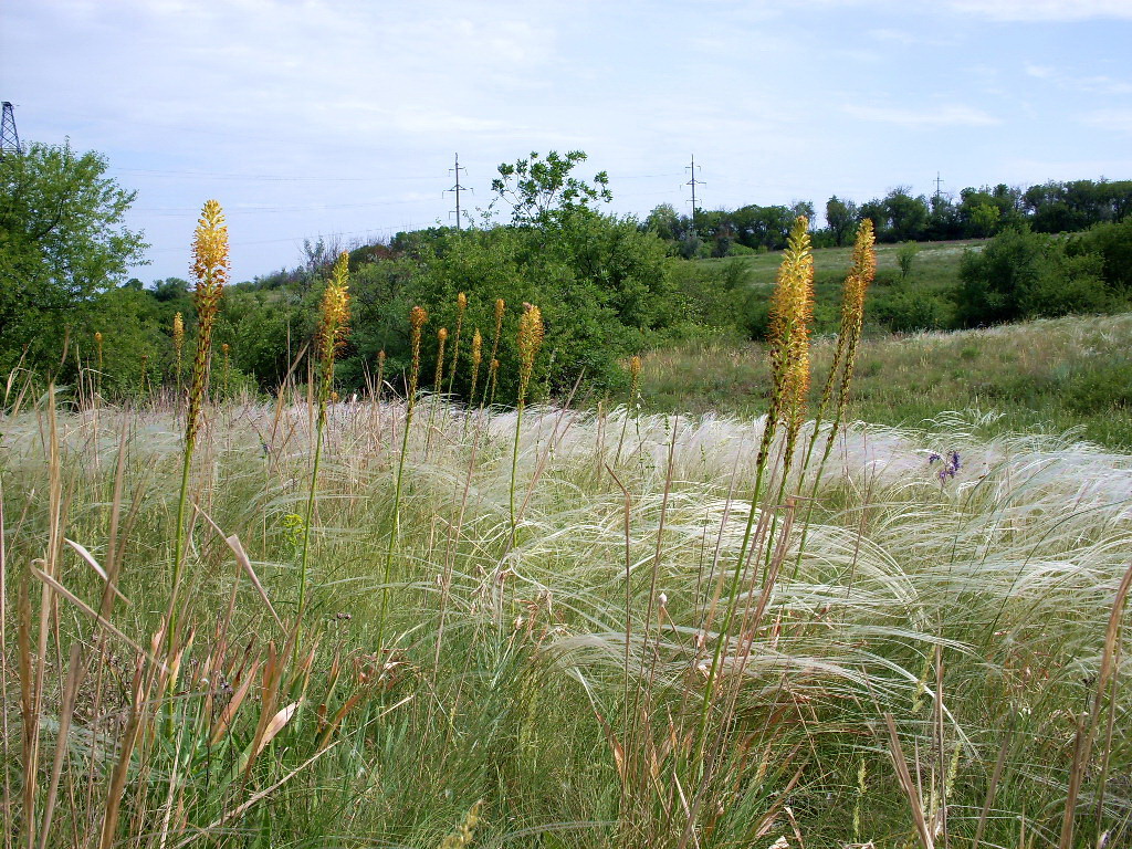 Изображение особи Eremurus spectabilis.