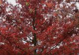 Quercus palustris