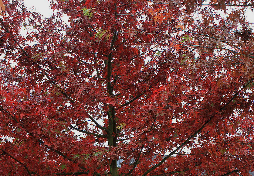 Изображение особи Quercus palustris.