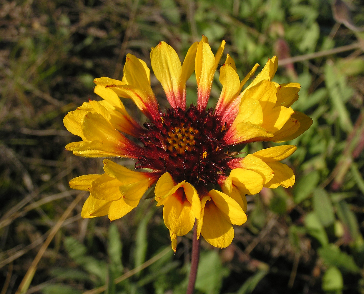 Изображение особи Gaillardia &times; grandiflora.