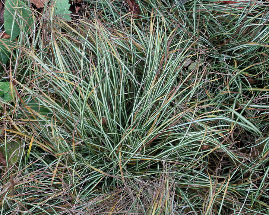 Изображение особи Carex ornithopoda.