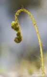 Phegopteris connectilis. Молодой лист. Архангельская обл., Соловки, о. Бол. Соловецкий, ельник чернично-зеленомошный. 01.06.2007.