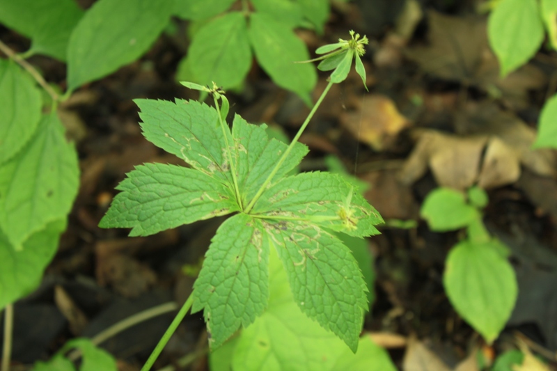 Image of Sanicula rubriflora specimen.