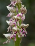 Orchis galilaea. Цветки. Israel, Mount Carmel. 01.03.2006.