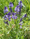 Polygala