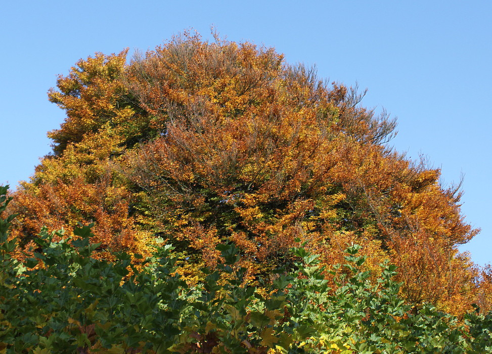 Image of Fagus sylvatica specimen.