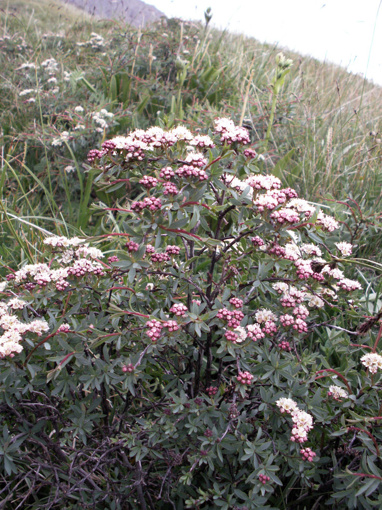 Image of Spiraea tianschanica specimen.