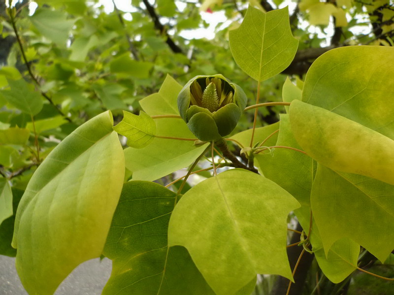 Image of Liriodendron tulipifera specimen.