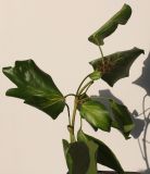 Hedera colchica