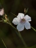 Linum tenuifolium. Цветок. Ростовская обл., Мясниковский р-н, окр. пос. Недвиговка. 09.06.2011.