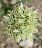 Allium israeliticum. Соцветие. Израиль, Северный Негев, лес Лаав. 28.02.2013.