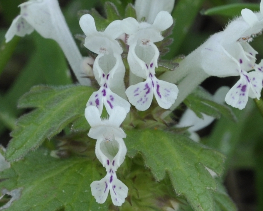 Изображение особи Lamium bifidum.