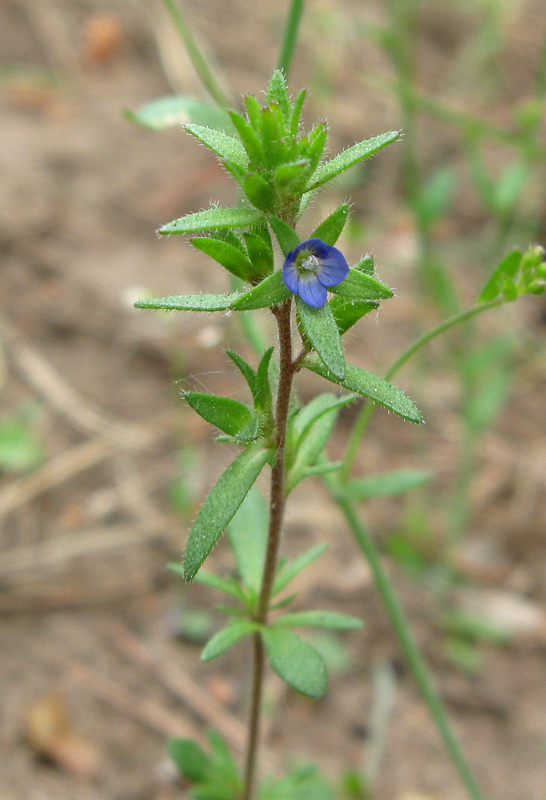 Image of Veronica verna specimen.