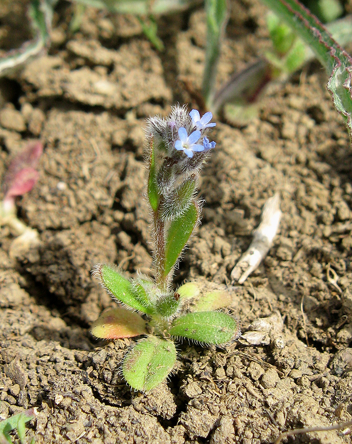 Изображение особи Myosotis micrantha.