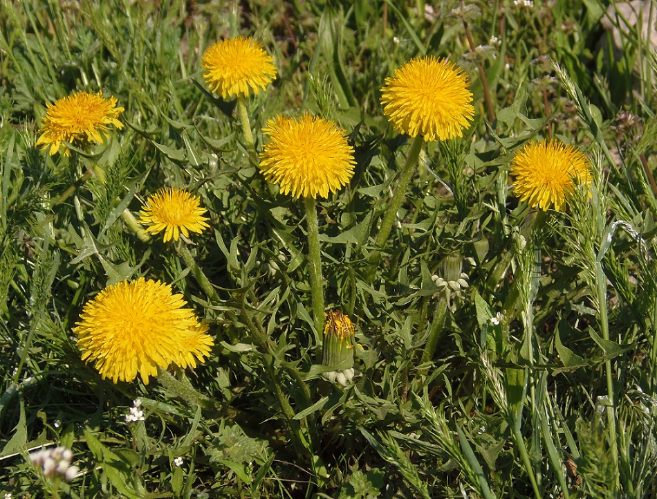 Image of genus Taraxacum specimen.