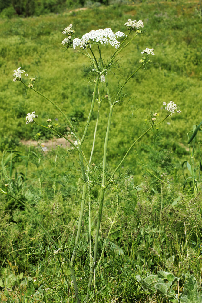 Изображение особи Oedibasis chaerophylloides.